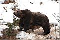 ORSO BRUNO